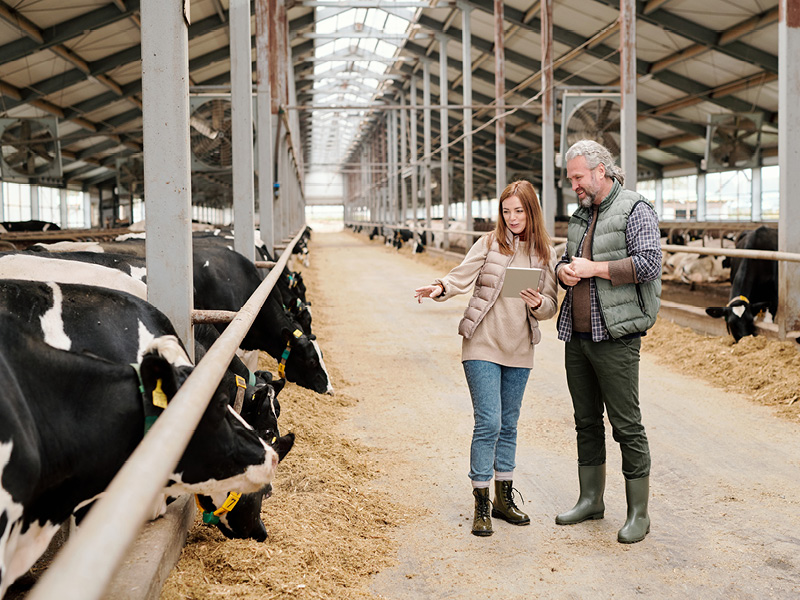 contrôle de l'alimentation - vaches